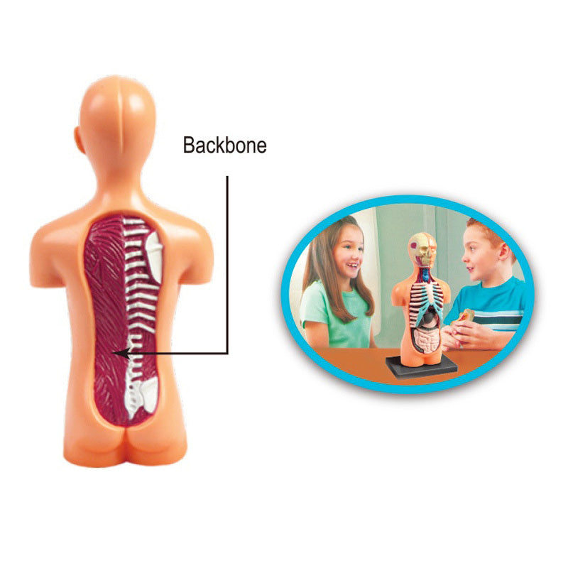 Medical Learning Toy: Internal Body Organs