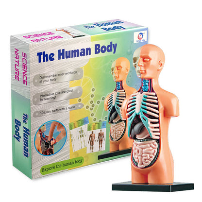 Medical Learning Toy: Internal Body Organs