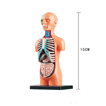 Medical Learning Toy: Internal Body Organs