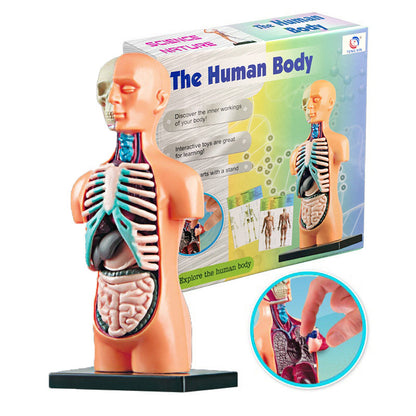 Medical Learning Toy: Internal Body Organs